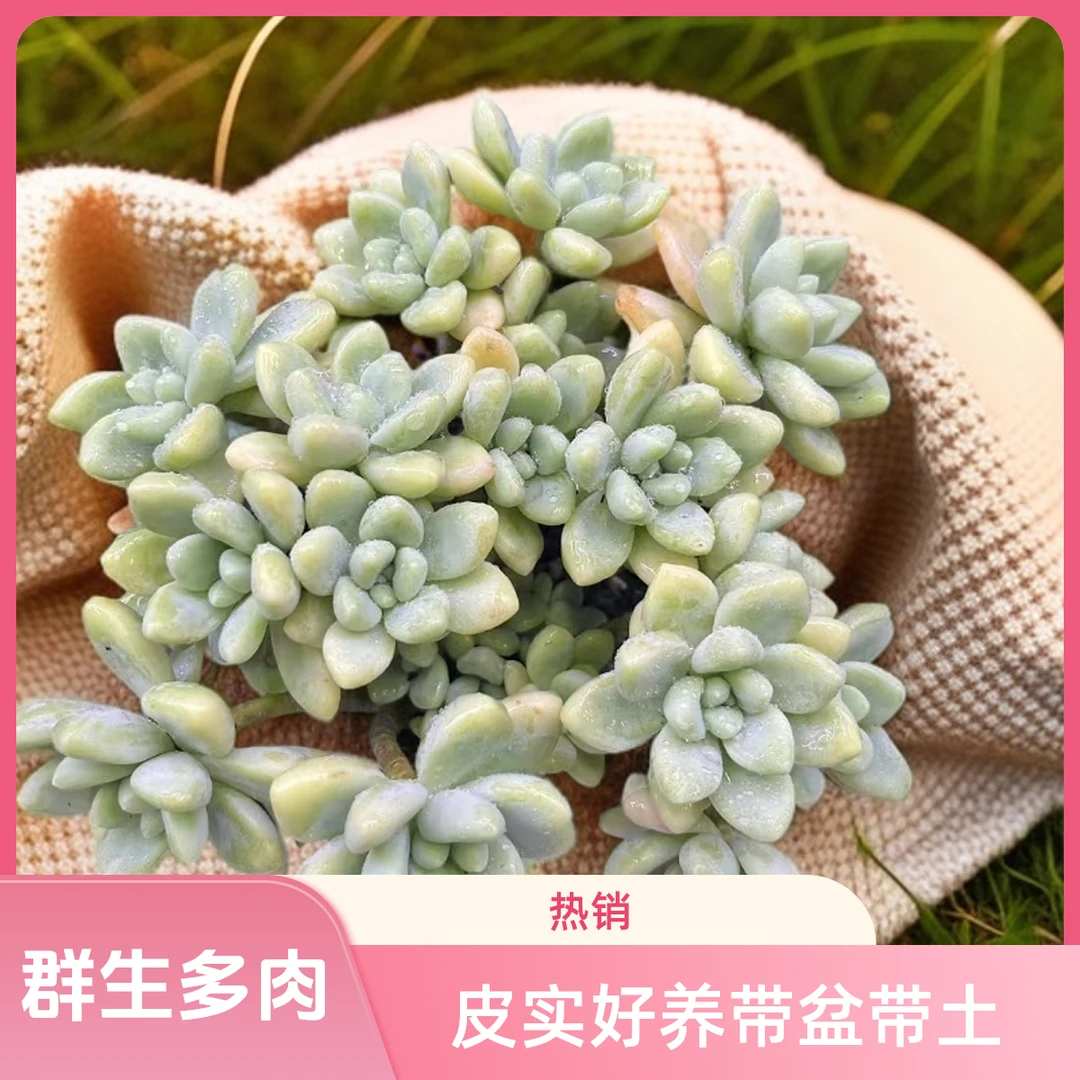 群生奶酪蛋糕老桩脱土(任意两单包邮）