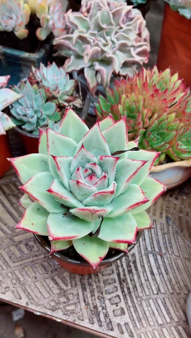 沉*16023多肉植物一物一拍