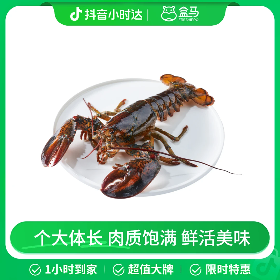 鲜活波士顿龙虾 2-2.5kg/只