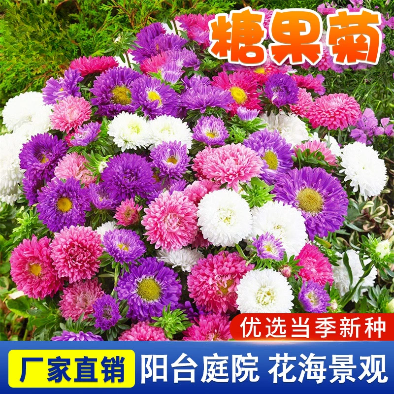 糖果菊多彩翠菊花种子  四季混色彩虹糖果菊花卉种子