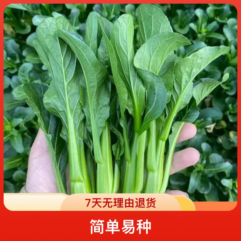 【今年新种】四季菜心种子速生耐热广东甜脆菜心青菜秋葵苔