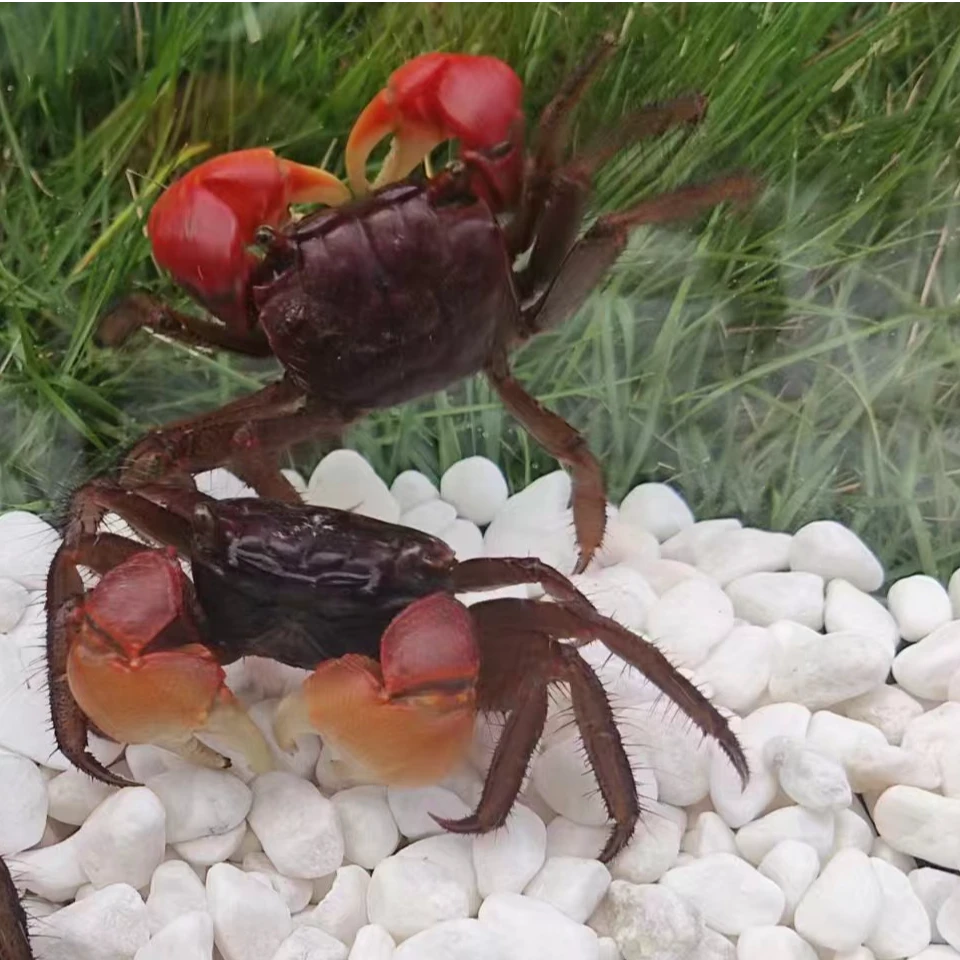 红鳌相手蟹宠物小螃蟹活体爬宠鱼缸观赏蟹深水蟹原生淡水蟹将军蟹