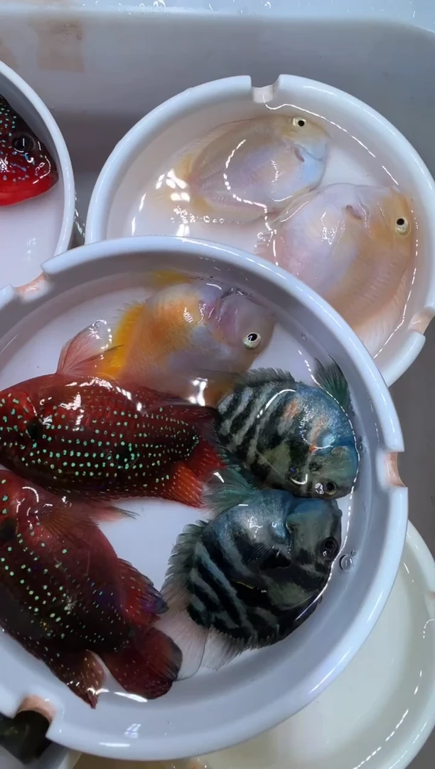 鹦鹉鱼红宝石2鹦鹉鱼3