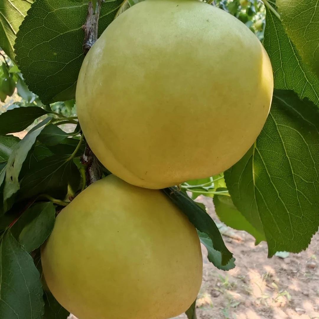 正宗香白杏 皮薄肉厚 香甜多汁 自然成熟 果香浓郁拍3斤北京市