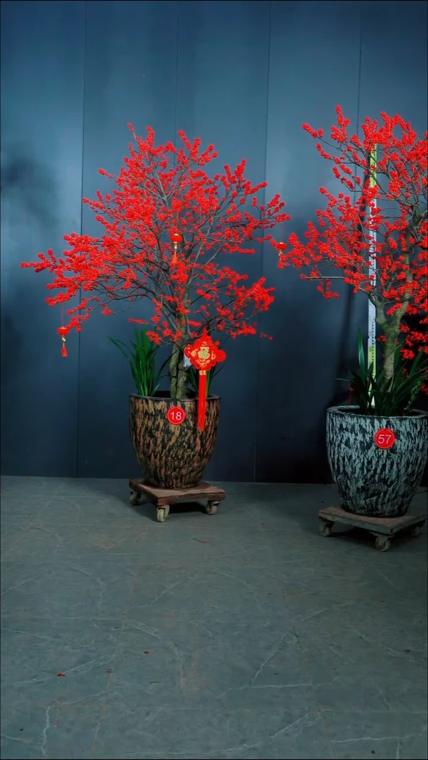 无花朵杨*北美冬青18号