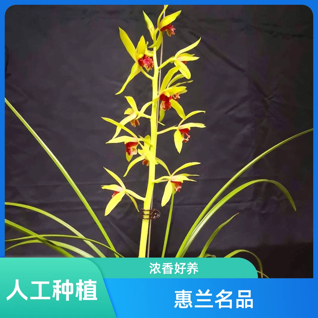 【夕颜】惠兰名品 国兰老种花开浓香 阳台好养 对版 人工种植