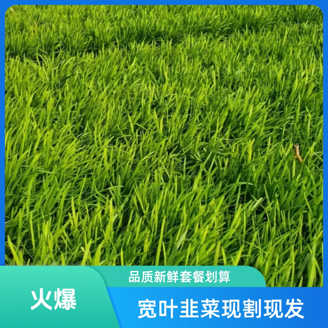 现割现发宽叶韭菜套餐绿色蔬菜韭菜【好东西】韭菜