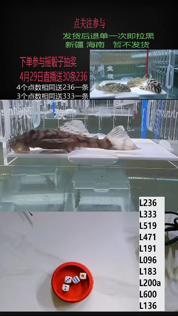 清道夫7+不包入缸损55