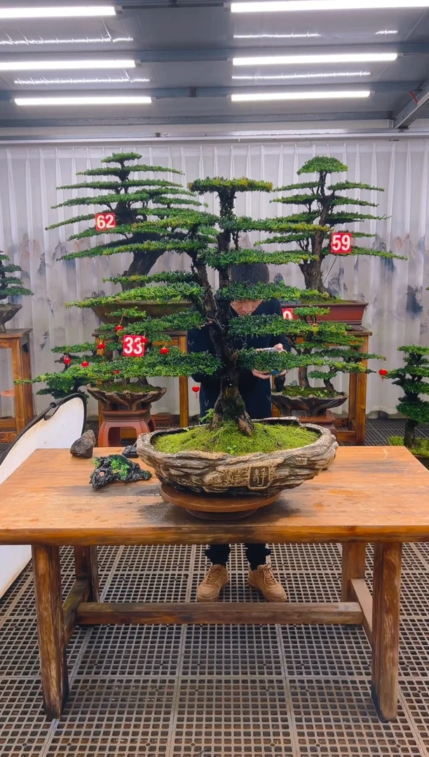 无花朵安****司精品盆景直播间一物一拍