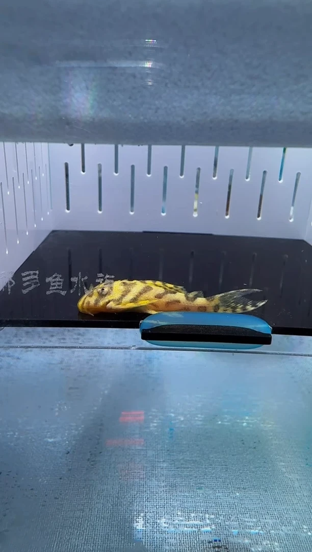 清道夫4不包入缸损134