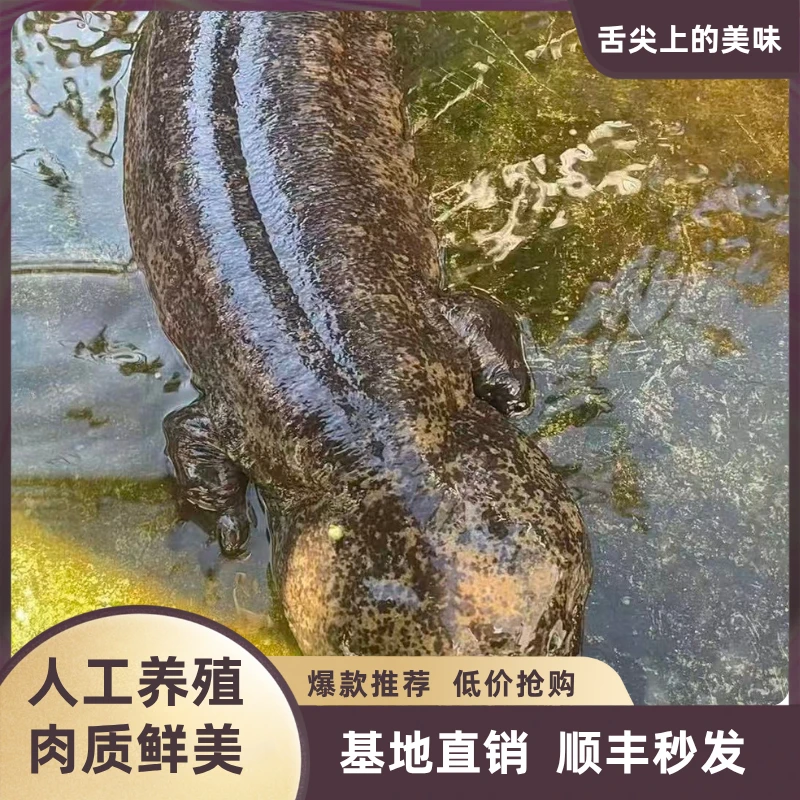 鲜活养殖娃娃鱼生鲜淡水水产食用滋补顺丰包邮