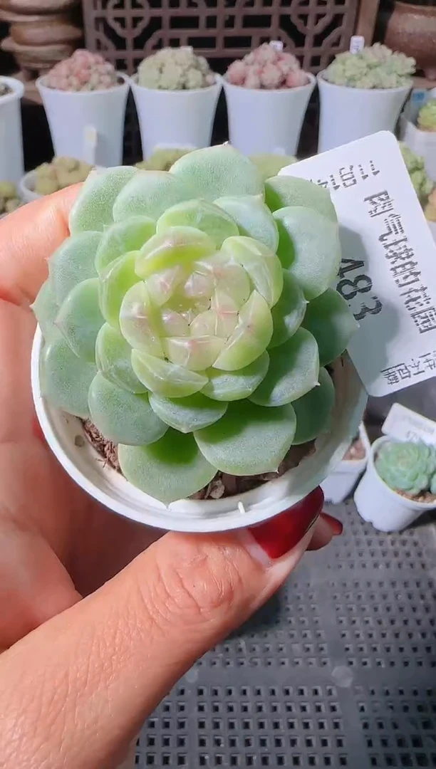 1114-483群生不包整