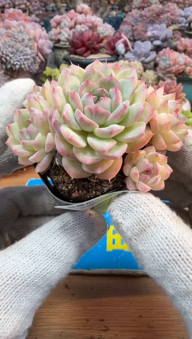 东云多肉园三号店-255