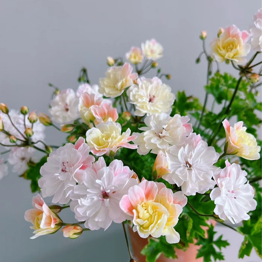 惠惠的花园兽系天竺葵 劳拉马乔里 花色渐变耐热四季开花阳台花卉