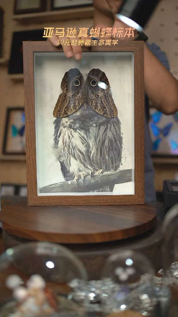 猫头鹰环蝶猫头鹰版A4复古框