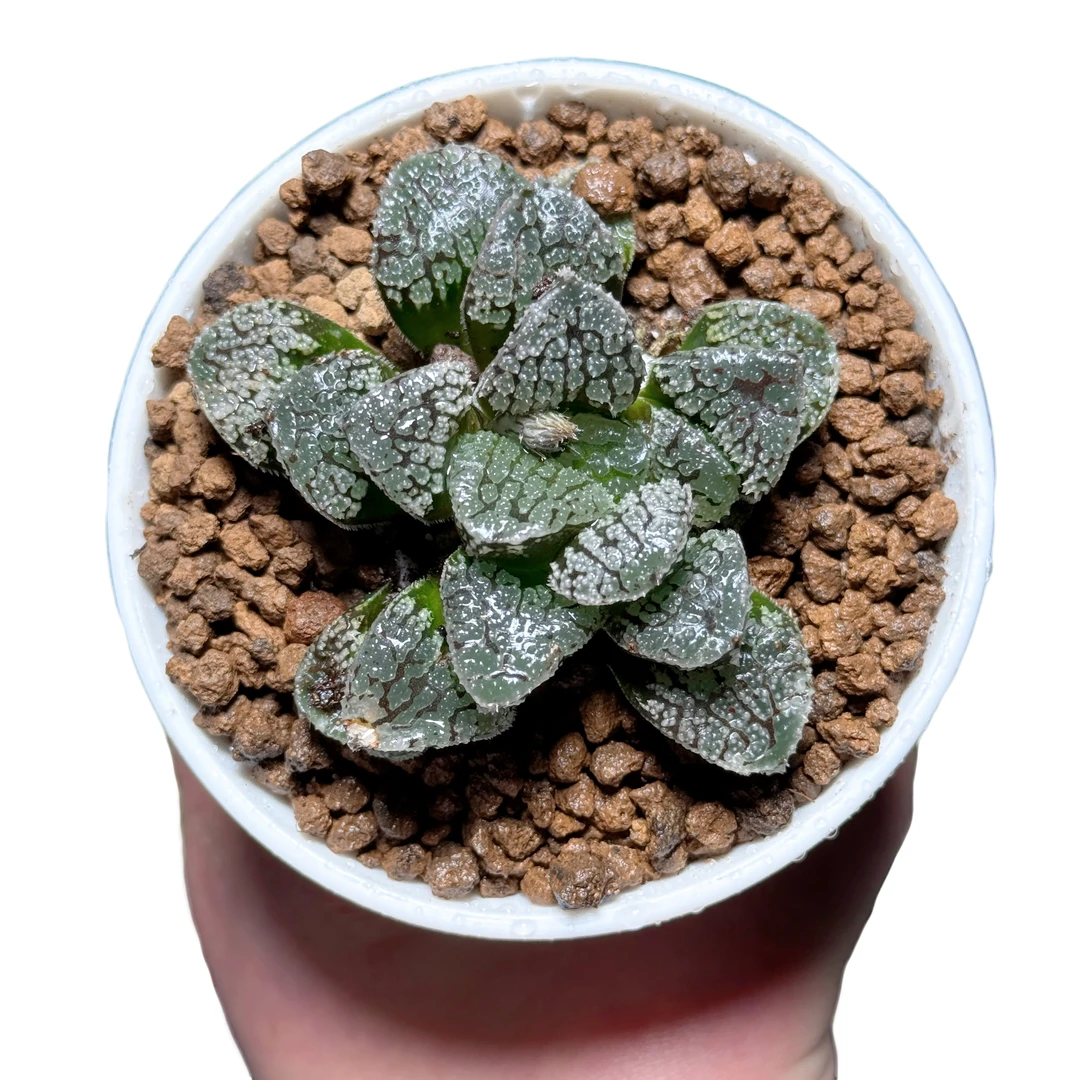 【摩多寿】十二卷新手好养多肉植物根系带土原盆栽培种植拍下发