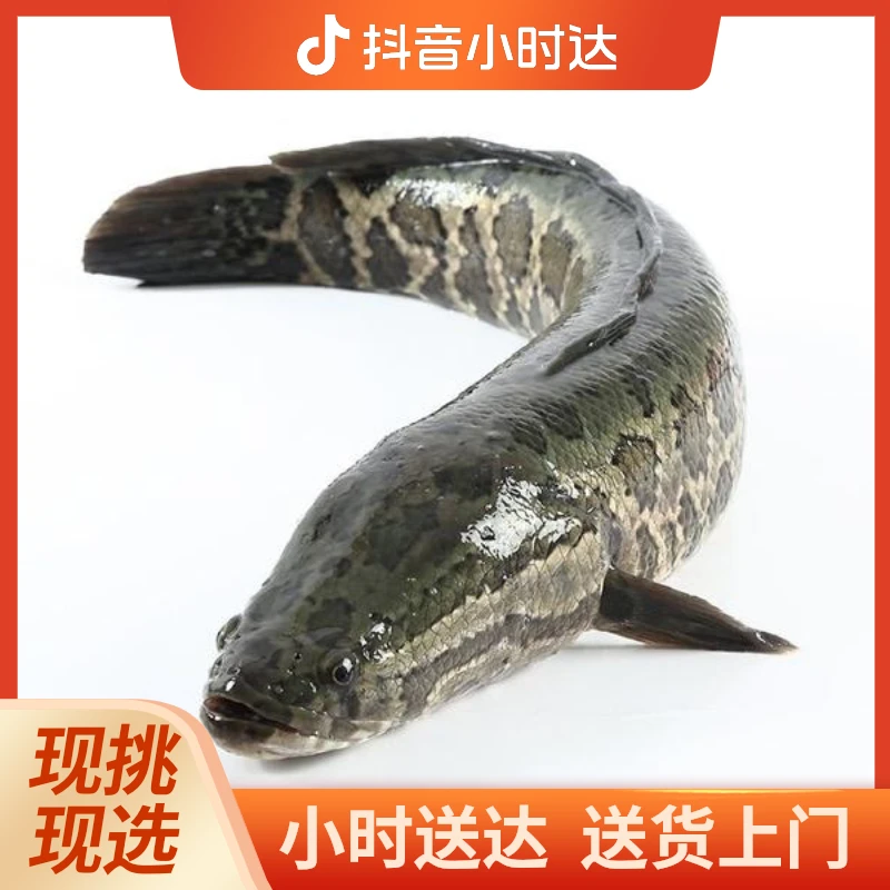 鲜活黑鱼4斤左右