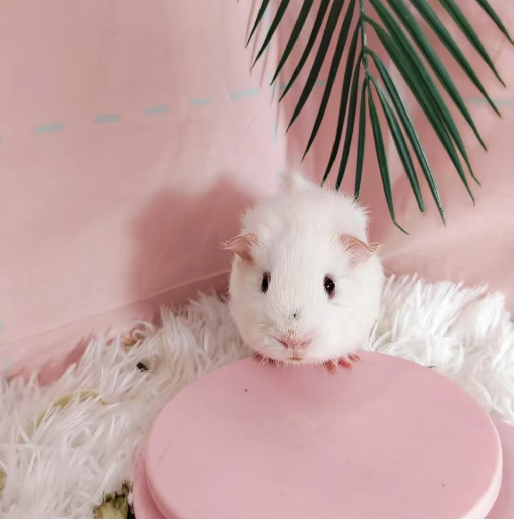 宠物活体仓鼠荷兰猪英短弟弟一物一链接