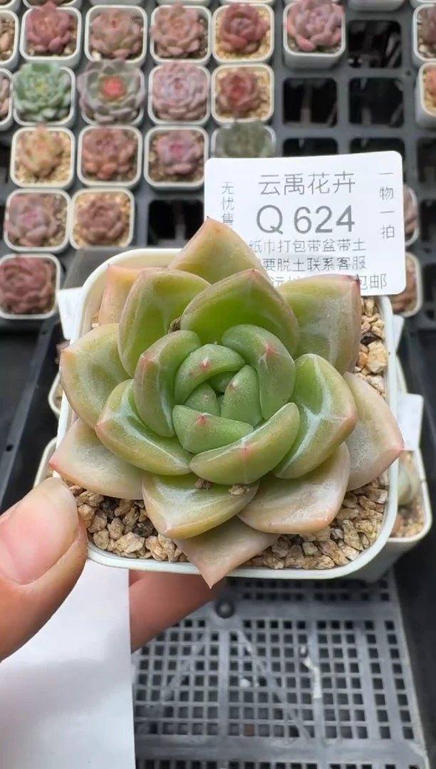 624Q (6.5cm杯）一物一拍 当场直播满3颗包邮