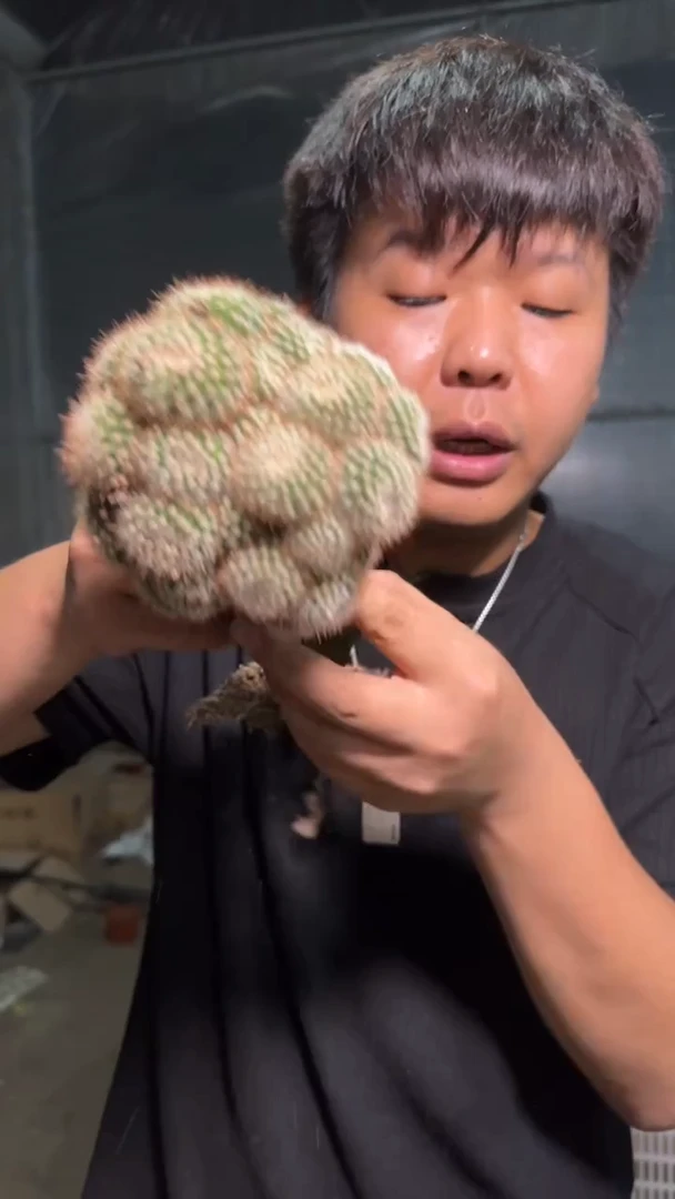 红芙蓉+南国玉 群生【嫁接】