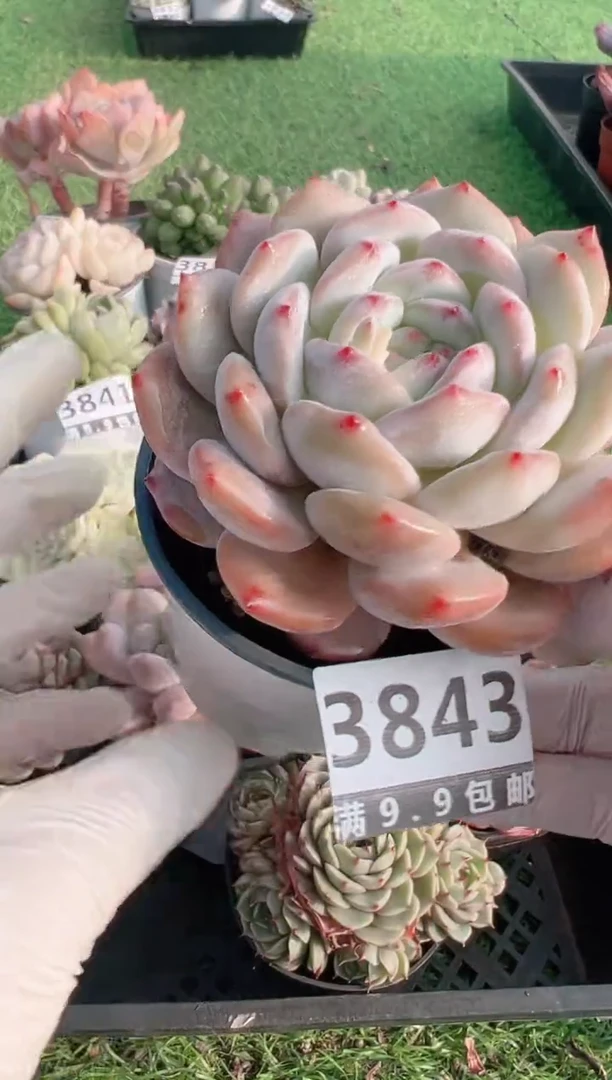 【闪购商品】信福多肉一物一拍1