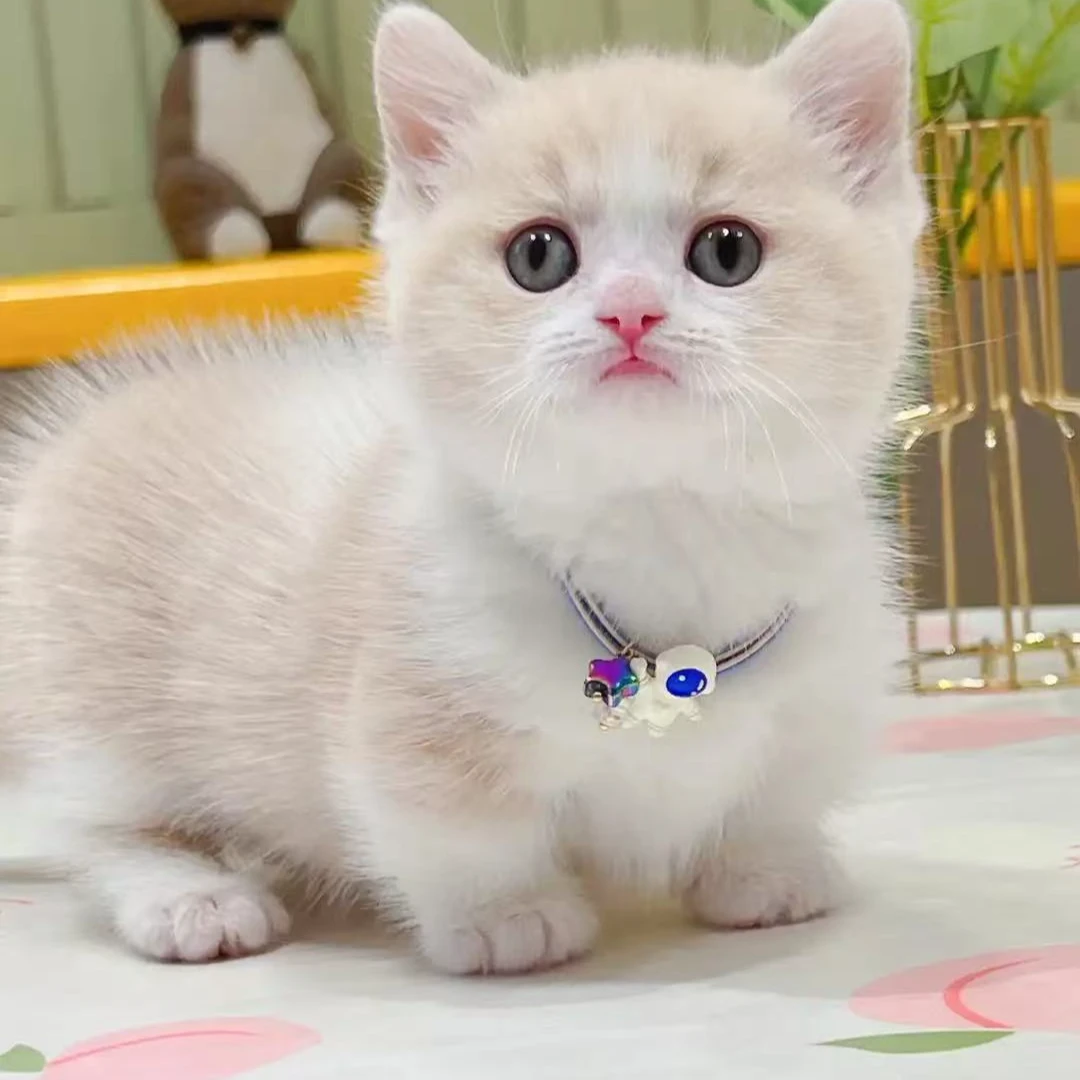 婧婧（ 品种齐全）缅因布偶金渐层银渐层暹罗等宠物猫活体