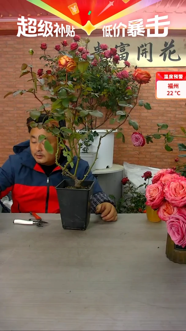 当前无花朵，栽培后可花朵新橙意