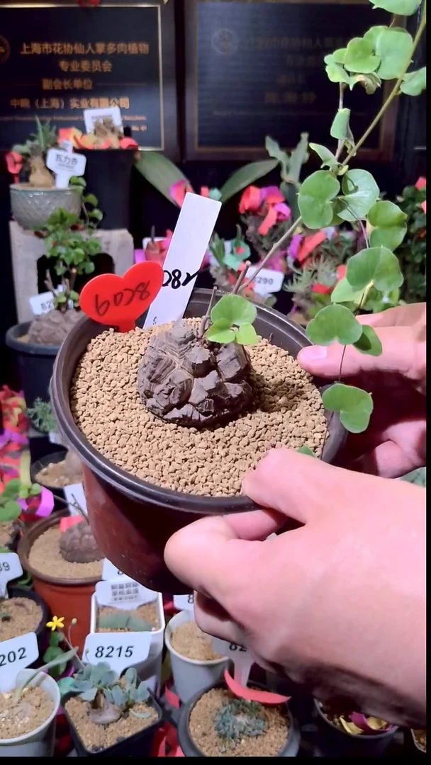 6028号1230精品植物南非龟甲龙单颗