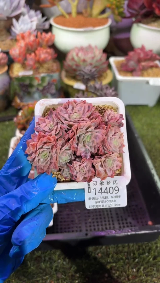 【闪购商品】14409