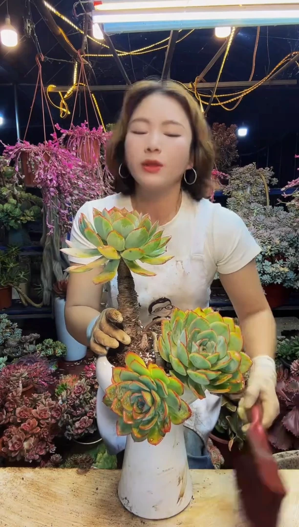 晨露老桩脱土包邮