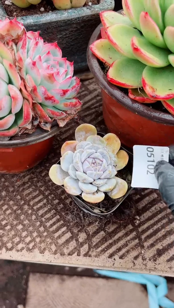 艾*多肉植物一物一拍05102