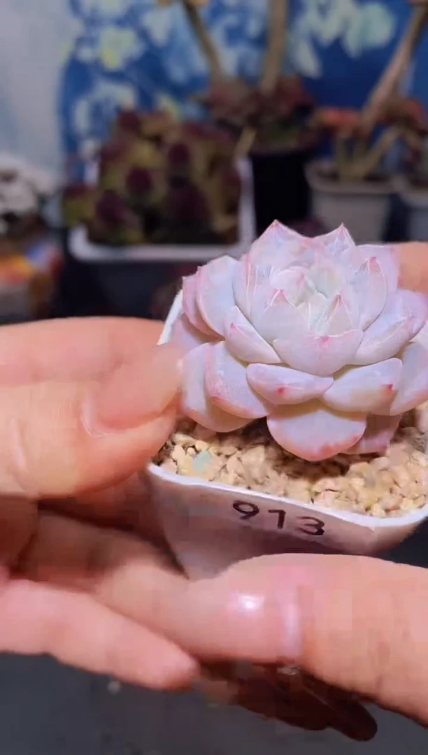 【闪购商品】913粉钻