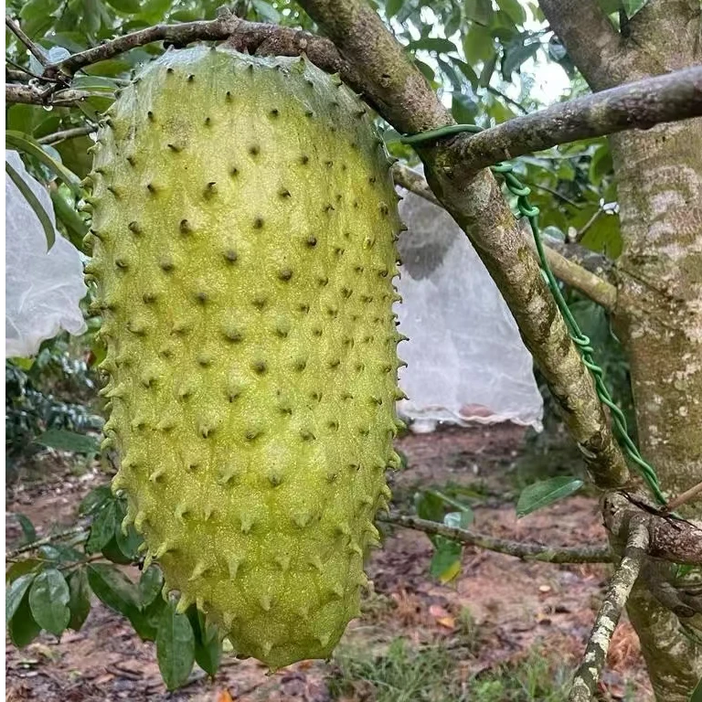 正品红毛榴莲树苗刺果番荔枝嫁接苗基地直发