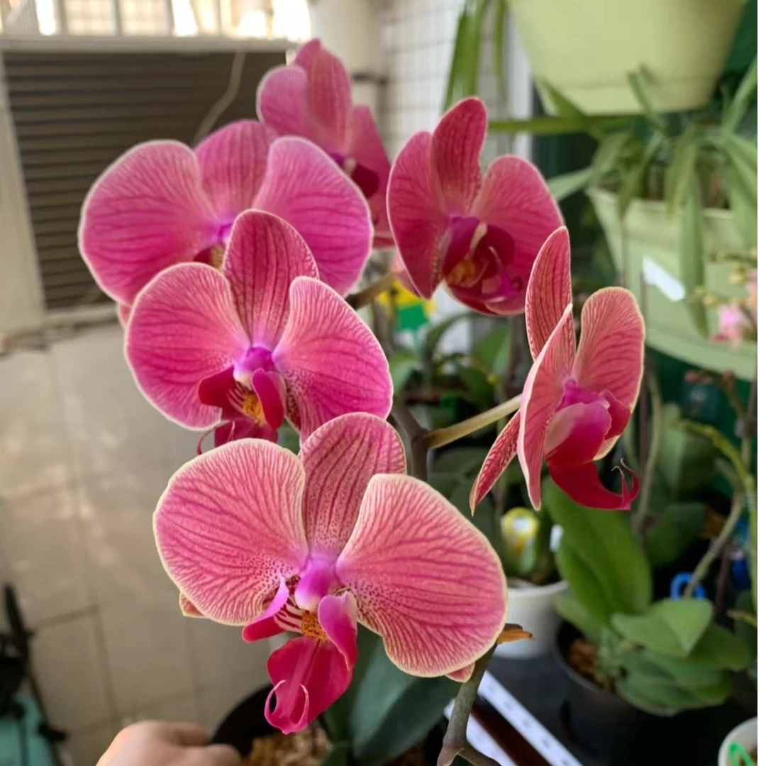 复古大花型带剑【矩宝柑橘】高货叶片瑕疵蝴蝶兰2.5寸杯