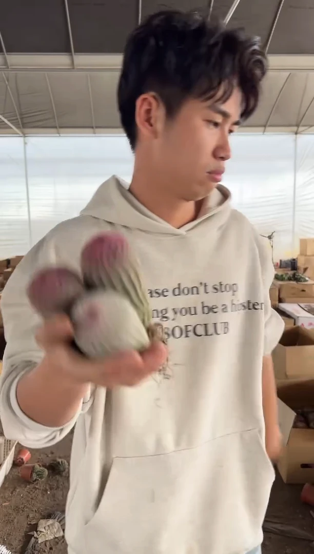 3颗 实生根 红太阳 高5-7cm