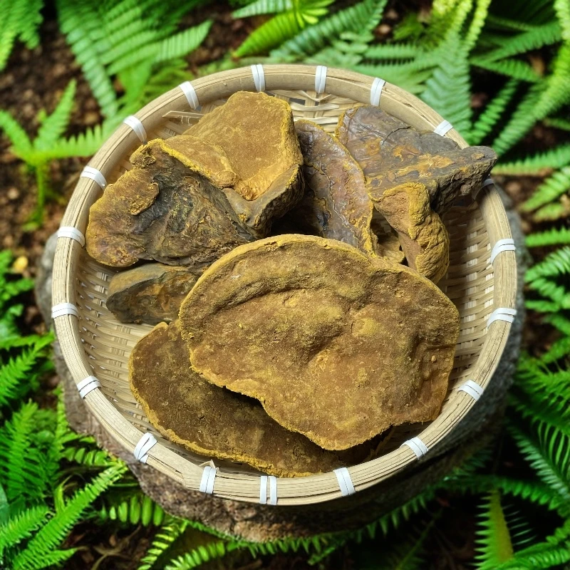 桑黄【婷婷收山货】精选好物