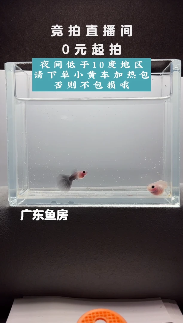 孔雀鱼带胎超透一对编号86