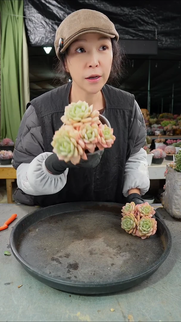 恋曲4头起            一颗肉