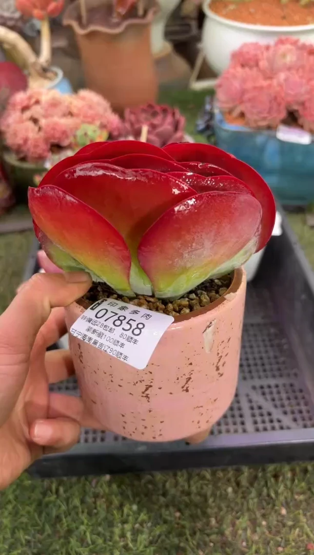 【闪购商品】07858