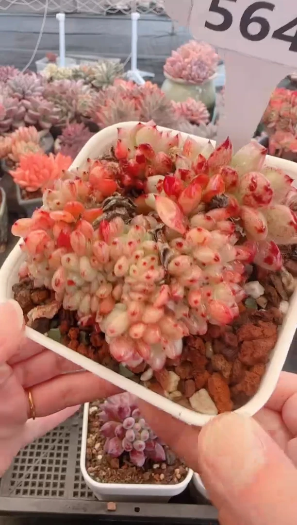 【闪购商品】5648红国王缀化