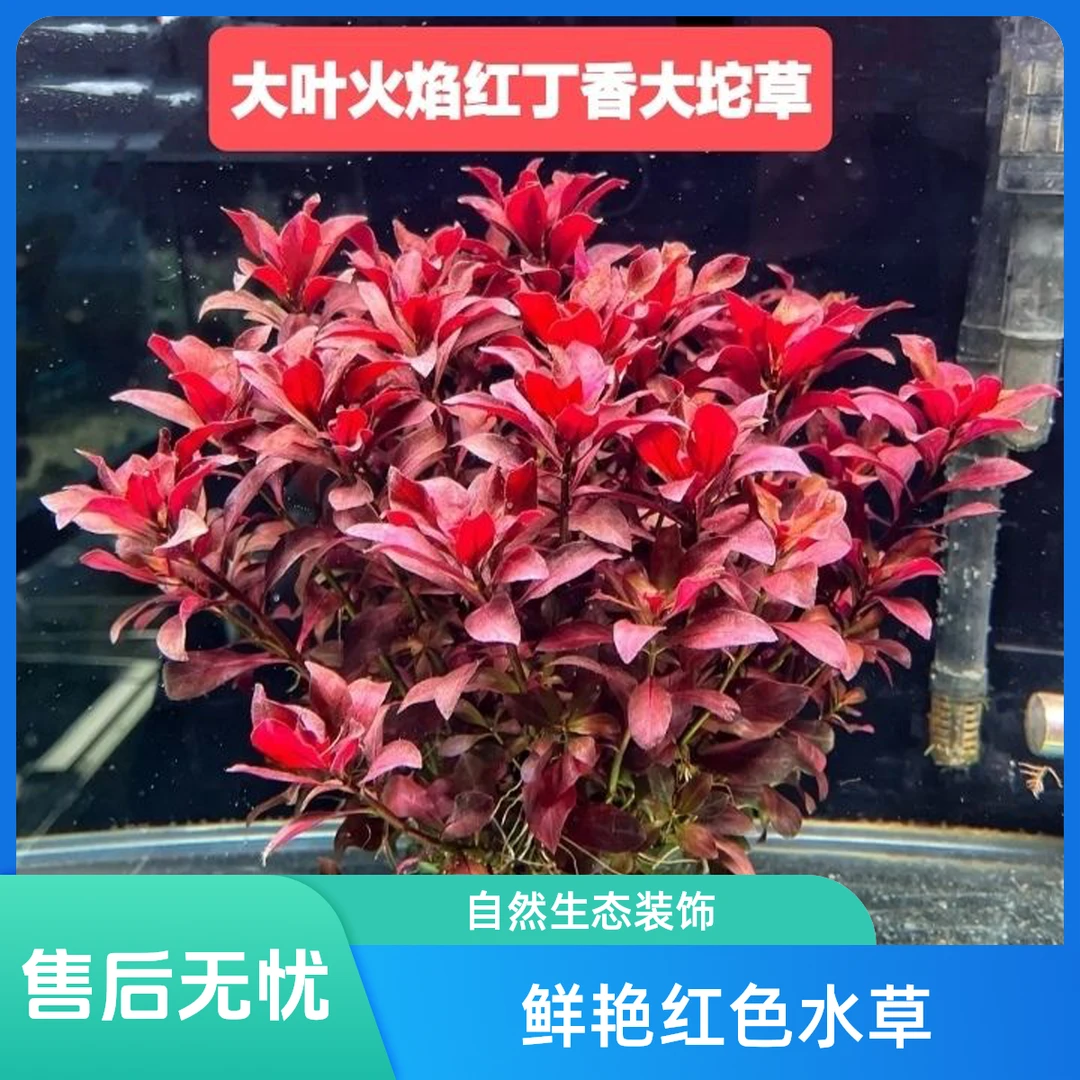 火焰丁香坨草懒人水草无需种植沉底鱼缸造景真水草