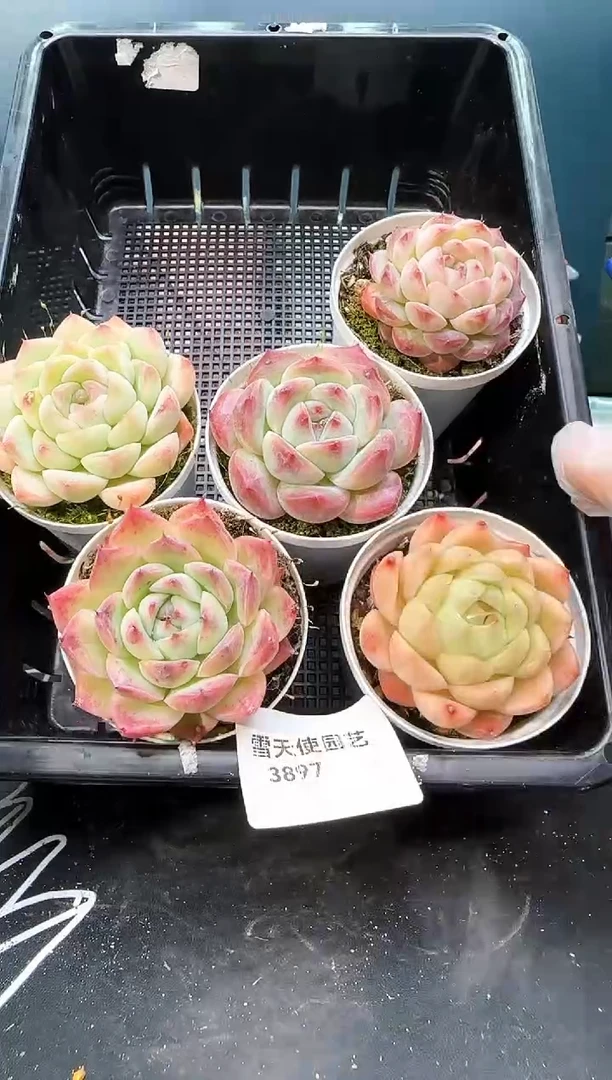 3 897   多肉  5 颗