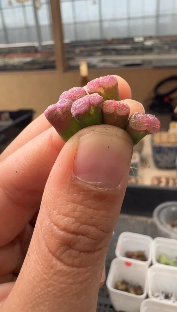 29-49多肉植物肉锥