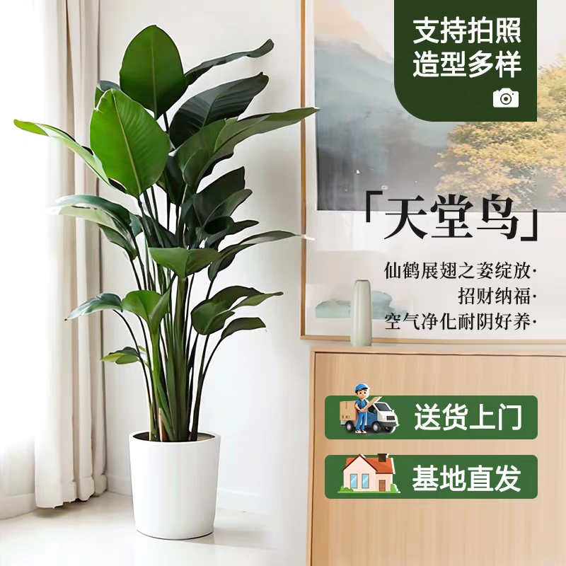【新手好养】1.2-1.4米天堂鸟超A级老桩苗盆栽净化空气吸甲醛送肥料