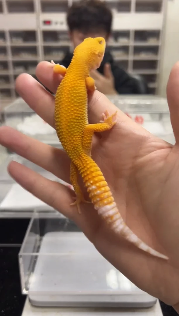 豹纹守宫52豹纹守宫