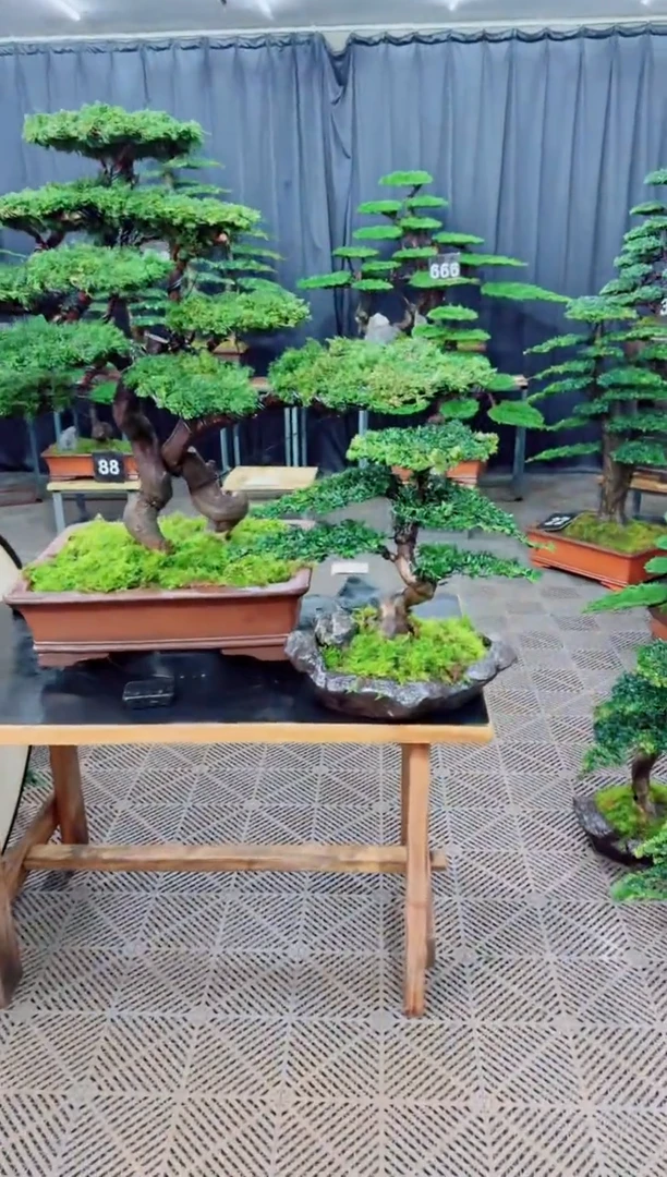 无花朵k****n迎客松1111松树盆景