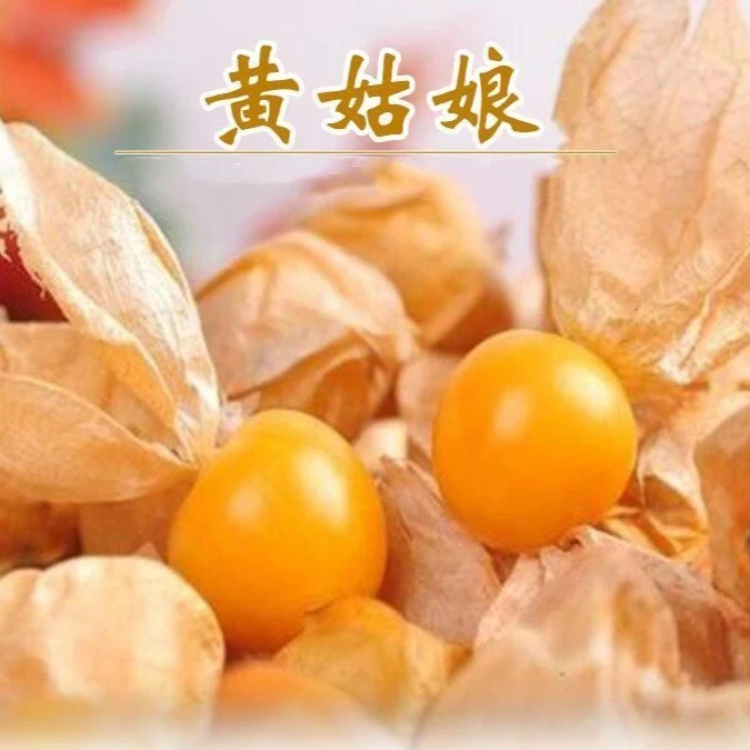 超甜大国金黄洋姑娘果种子春秋四季灯笼果种子易种植蔬菜种子大全