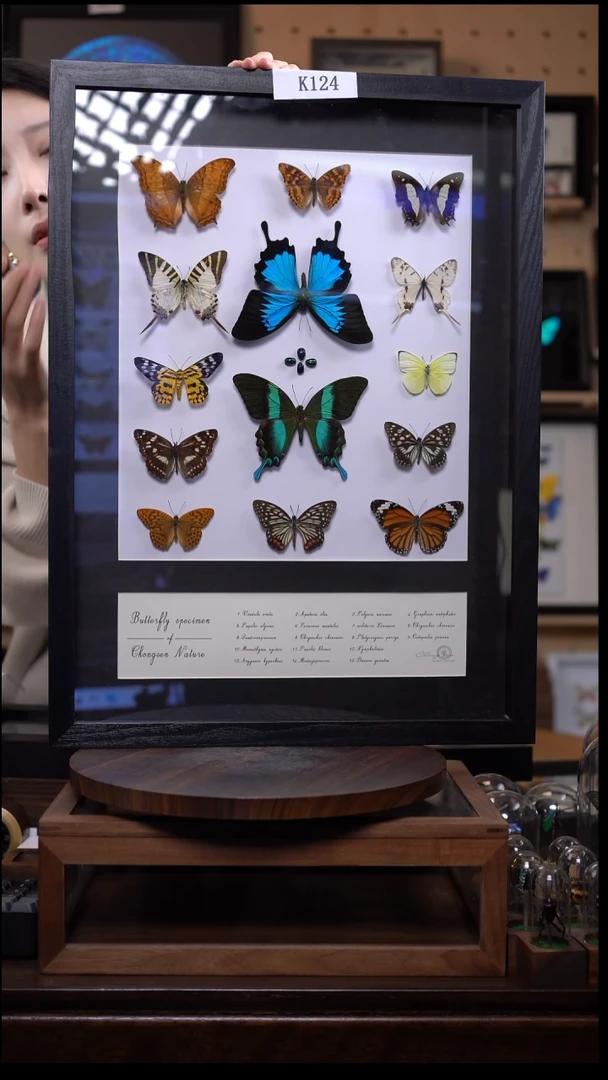 蝴蝶标本摆件竞拍k124