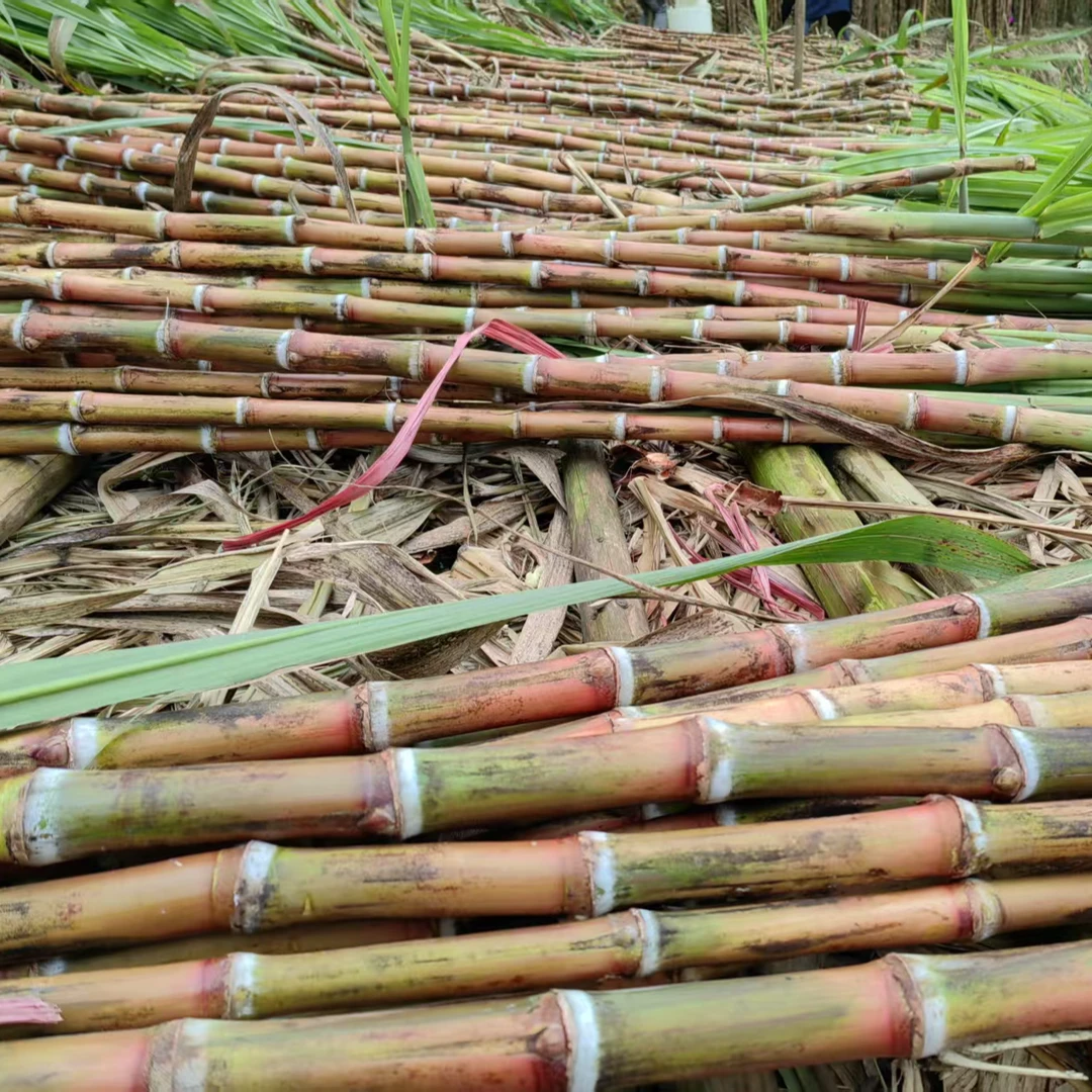 （9斤精选装）云南脆皮甘蔗（咪湖甘蔗）老品种红皮甘蔗