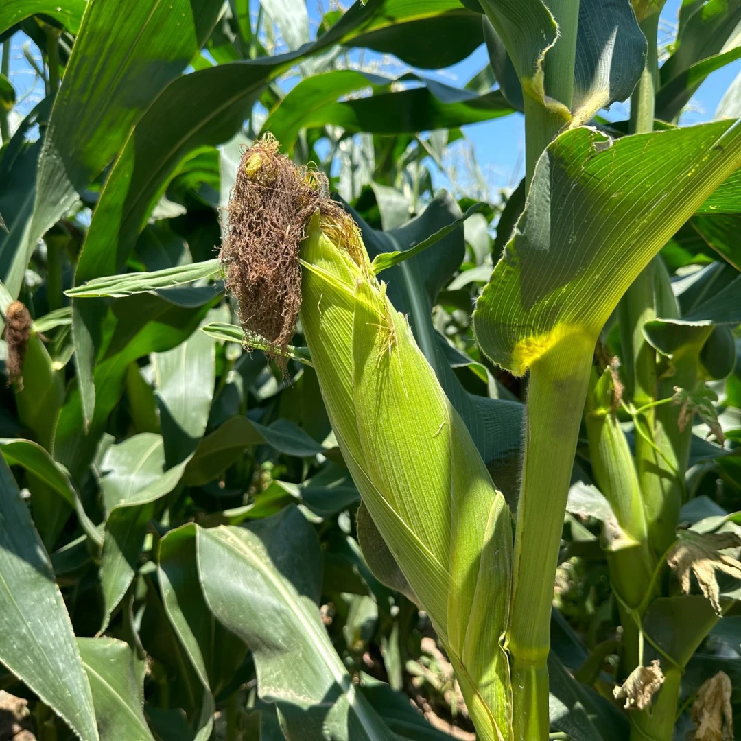 336 庞各庄本地玉米 新鲜甜黏玉米 好吃现摘玉米  约五斤  6-7根